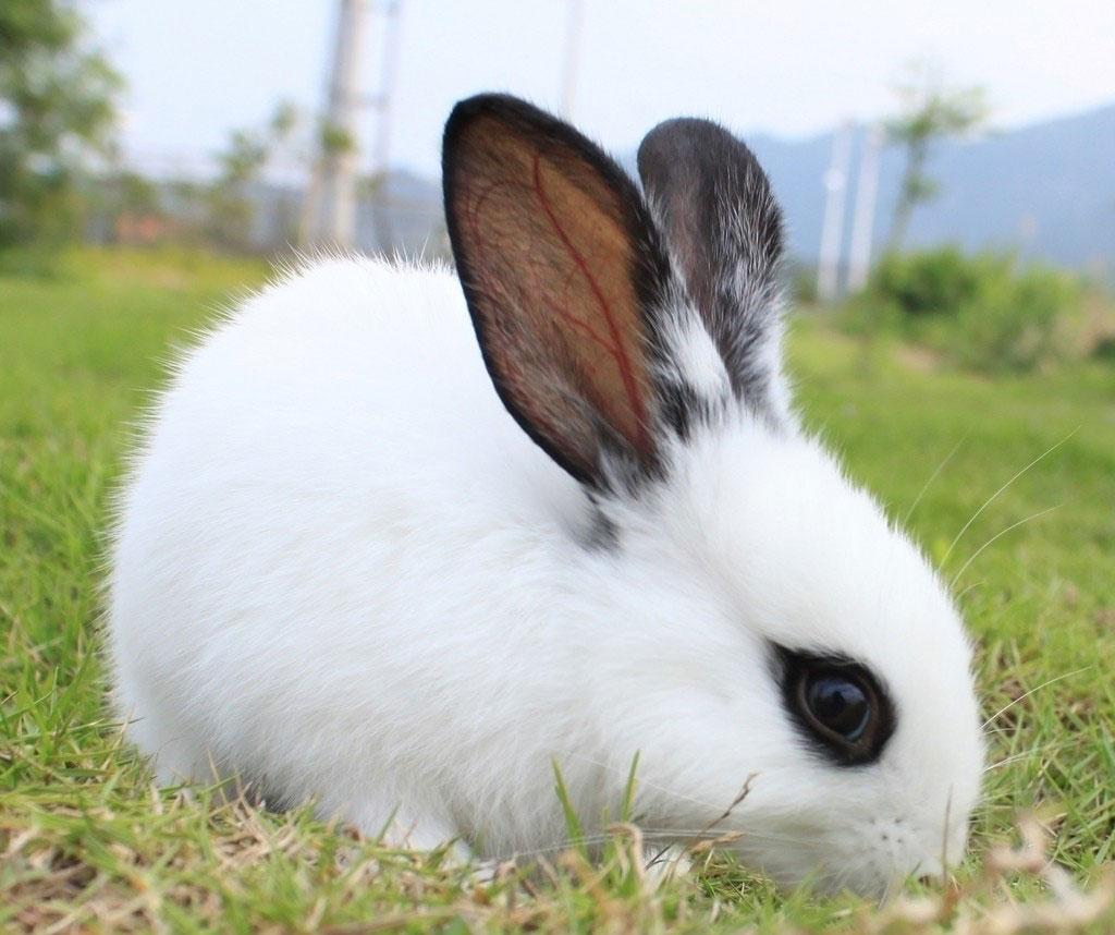 速看《爱宠大机密》：兔兔这么”可爱“，谁还敢吃？_哔哩哔哩_bilibili